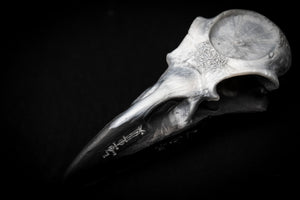 Raven skull